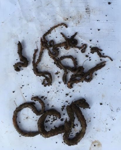 Earthworms covered in soil on a white paper background.